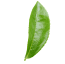 Tree leaf's image